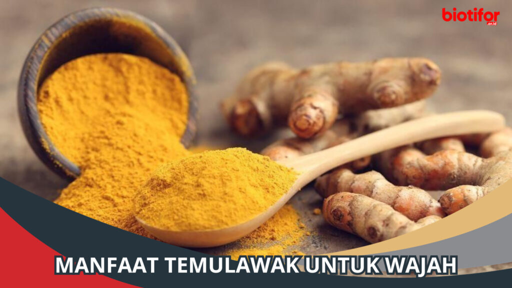 Manfaat Temulawak Untuk Wajah Keindahan Alami Yang Terbukti Biotifor