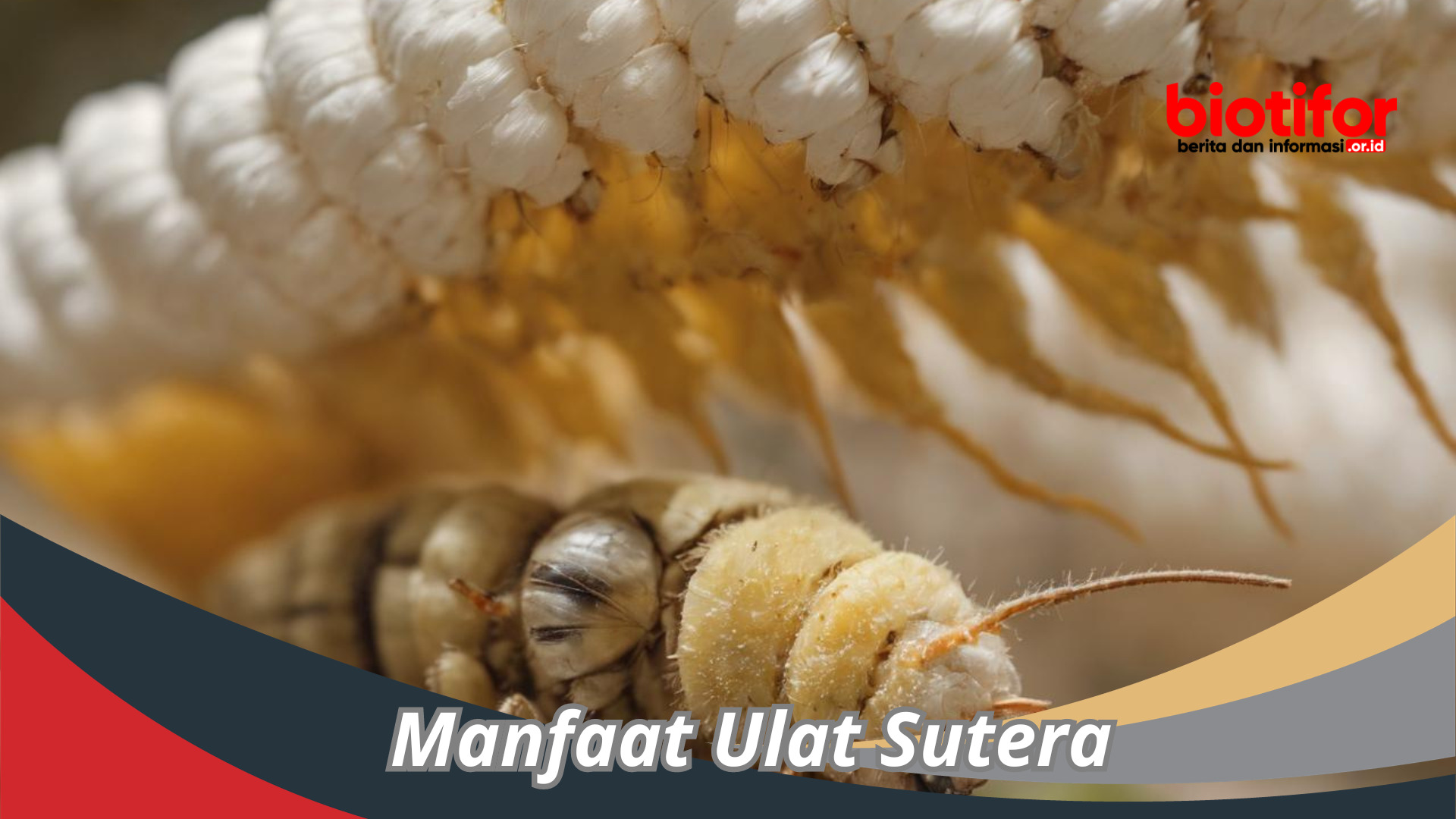 Manfaat Ulat Sutera: Memahami Keajaiban Yang Mengejutkan