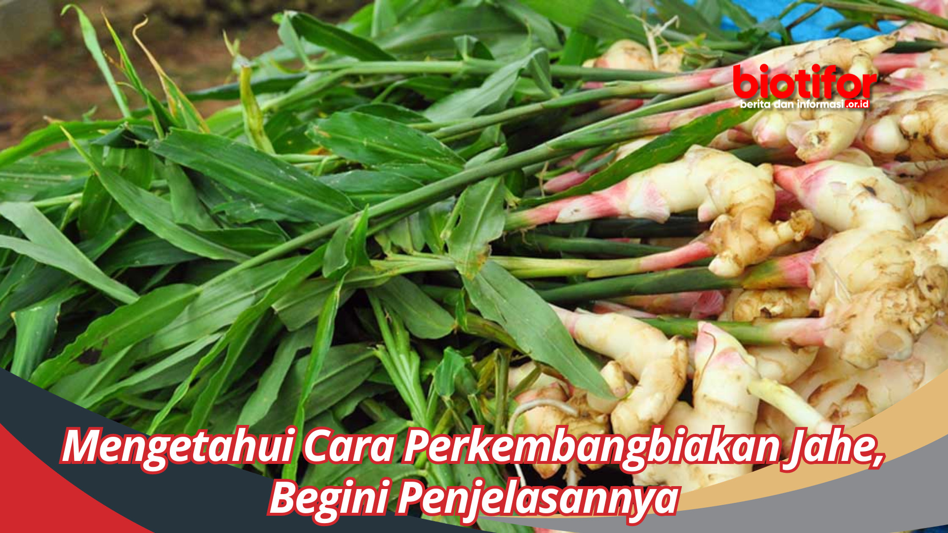 Mengetahui Cara Perkembangbiakan Jahe, Begini Penjelasannya