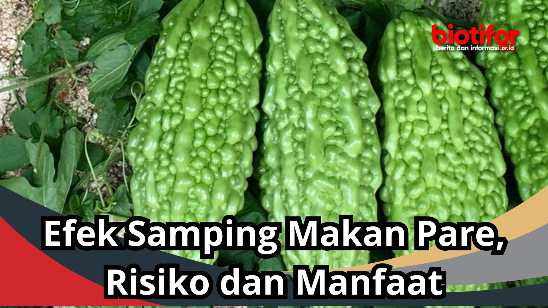 Efek Samping Makan Pare, Risiko dan Manfaat