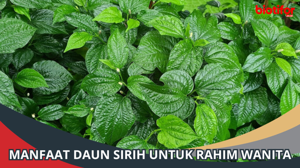 Manfaat Daun Sirih Untuk Rahim Wanita - Biotifor