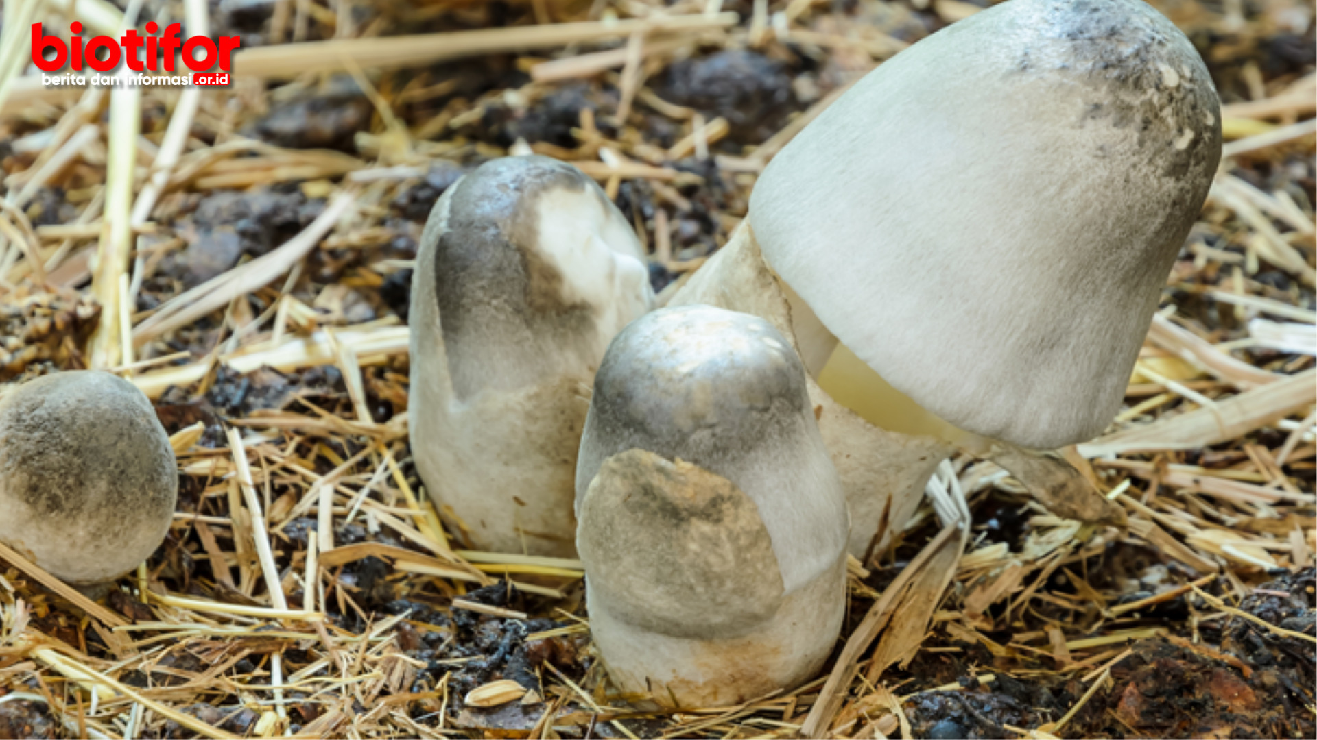 manfaat jamur merang