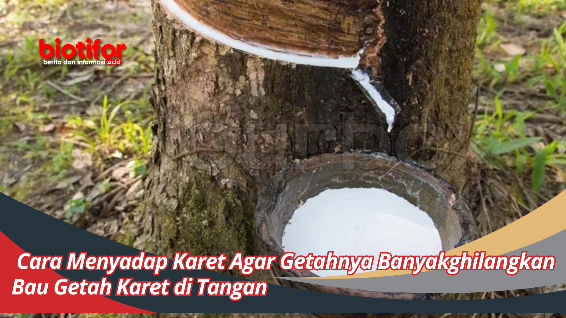 Cara Menyadap Karet Agar Getahnya Banyak