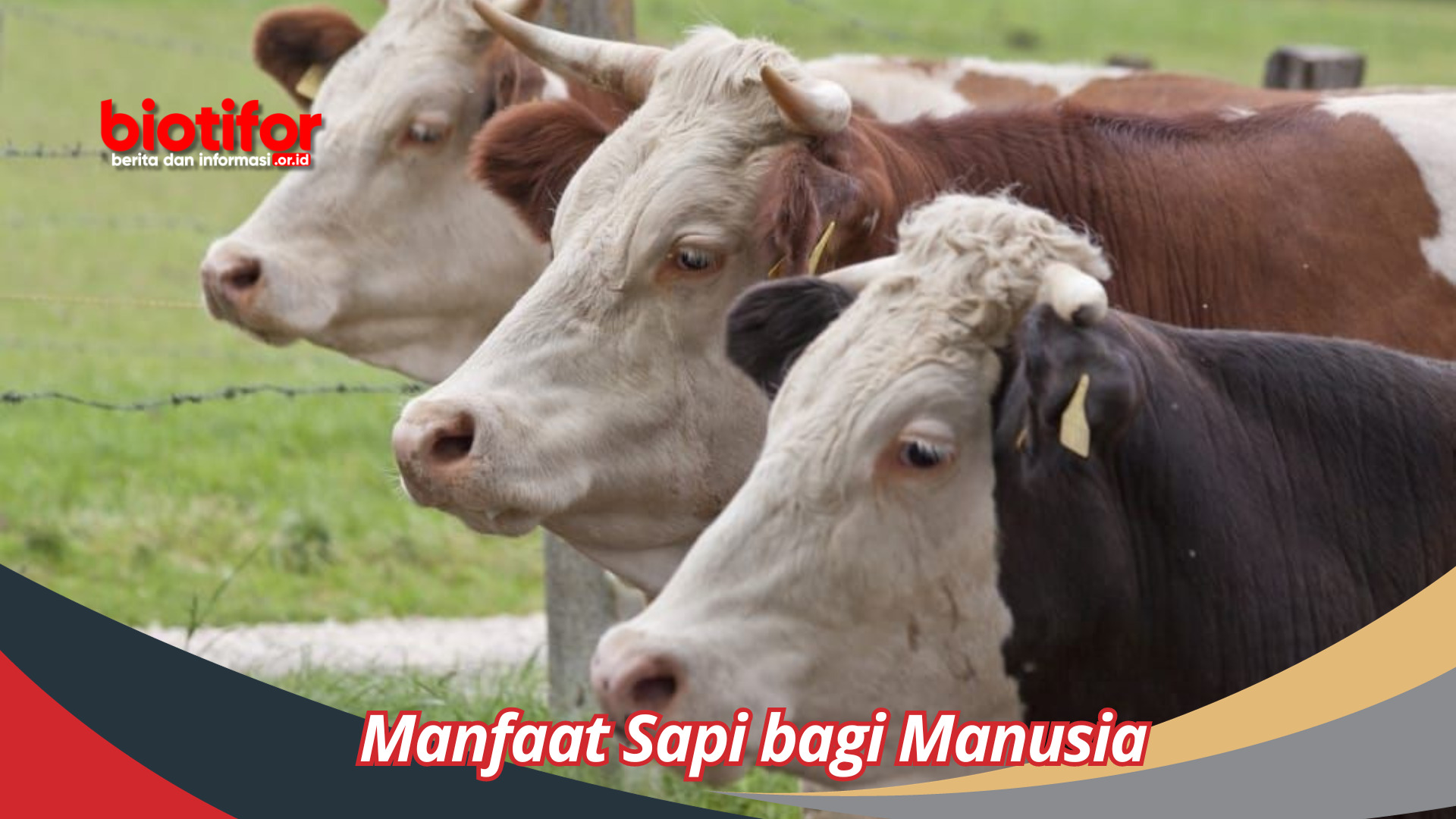 Manfaat Sapi bagi Manusia Segudang Manfaat yang Tak Terbantahkan