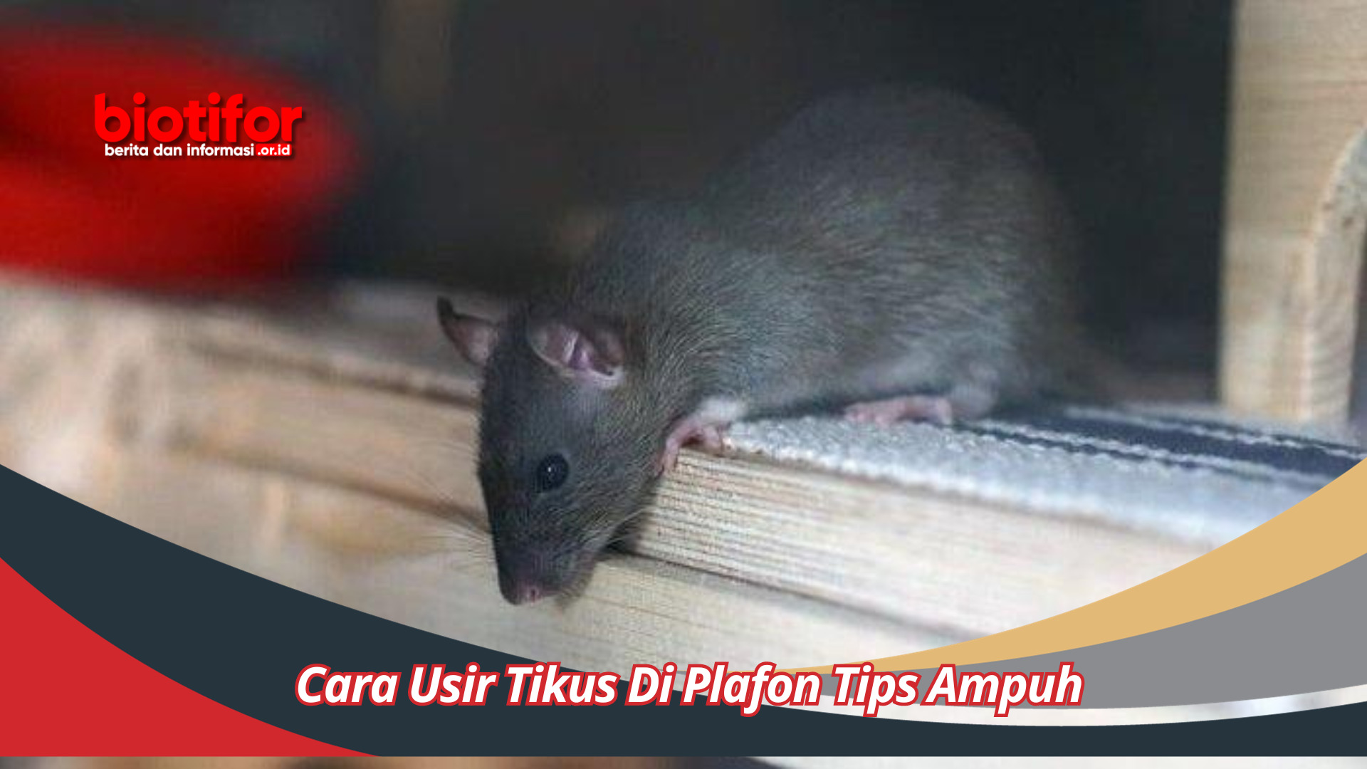 Cara Usir Tikus Di Plafon Tips Ampuh Mengatasi Masalah Cepat dan Efektif