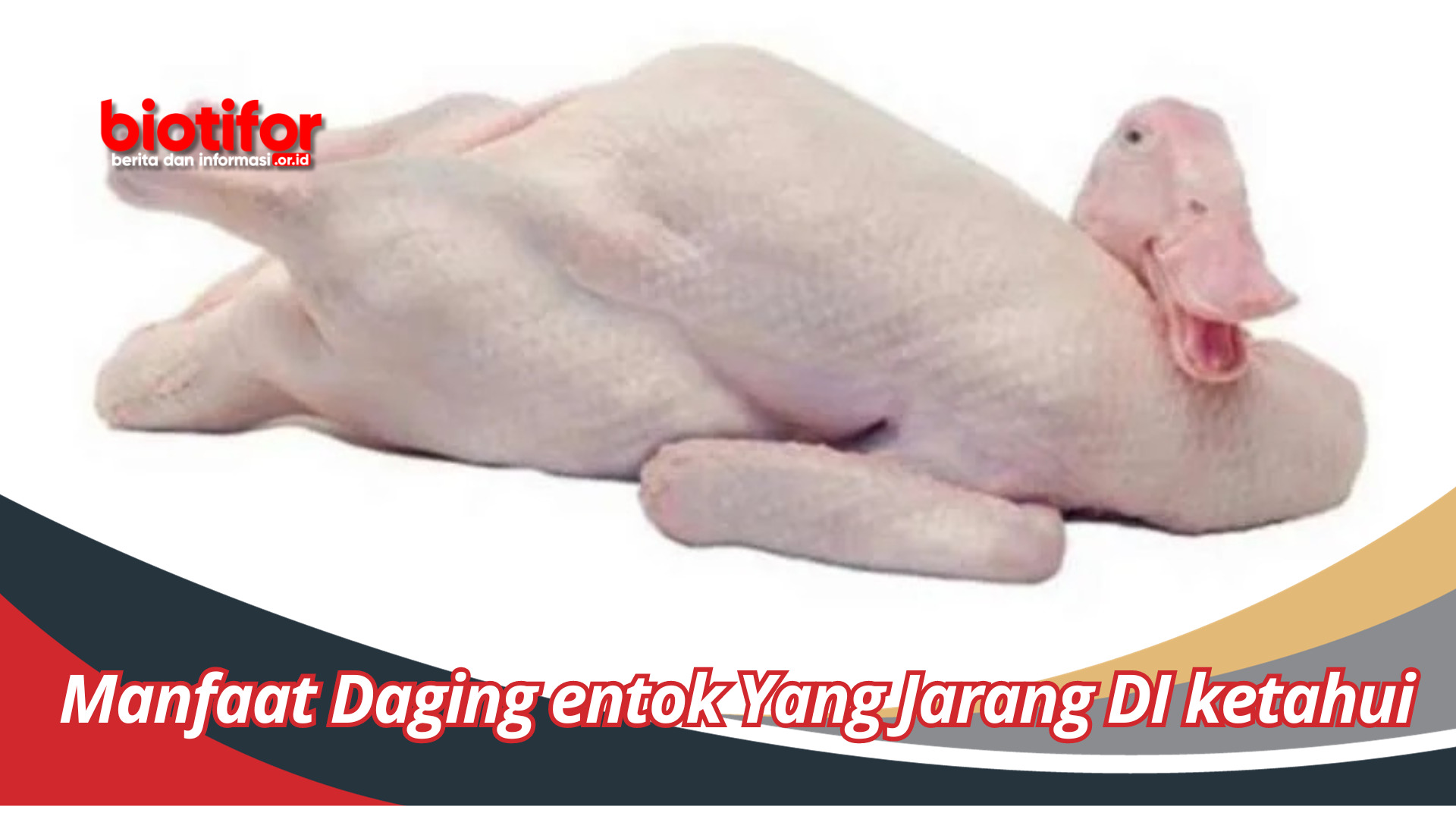 Manfaat Daging entok Yang Jarang DI ketahui