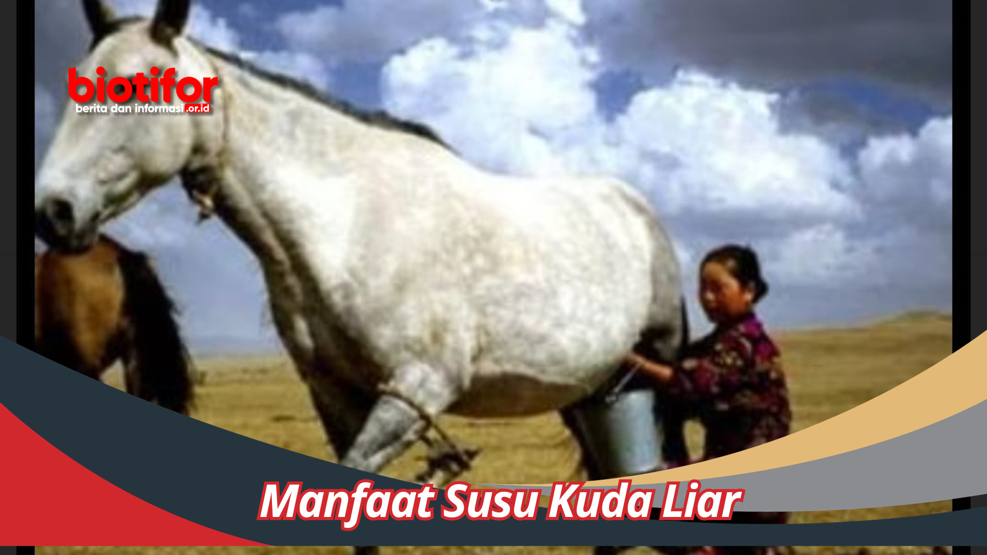 Manfaat Susu Kuda Liar: Menggali Lebih Dalam Keajaiban Kesehatannya