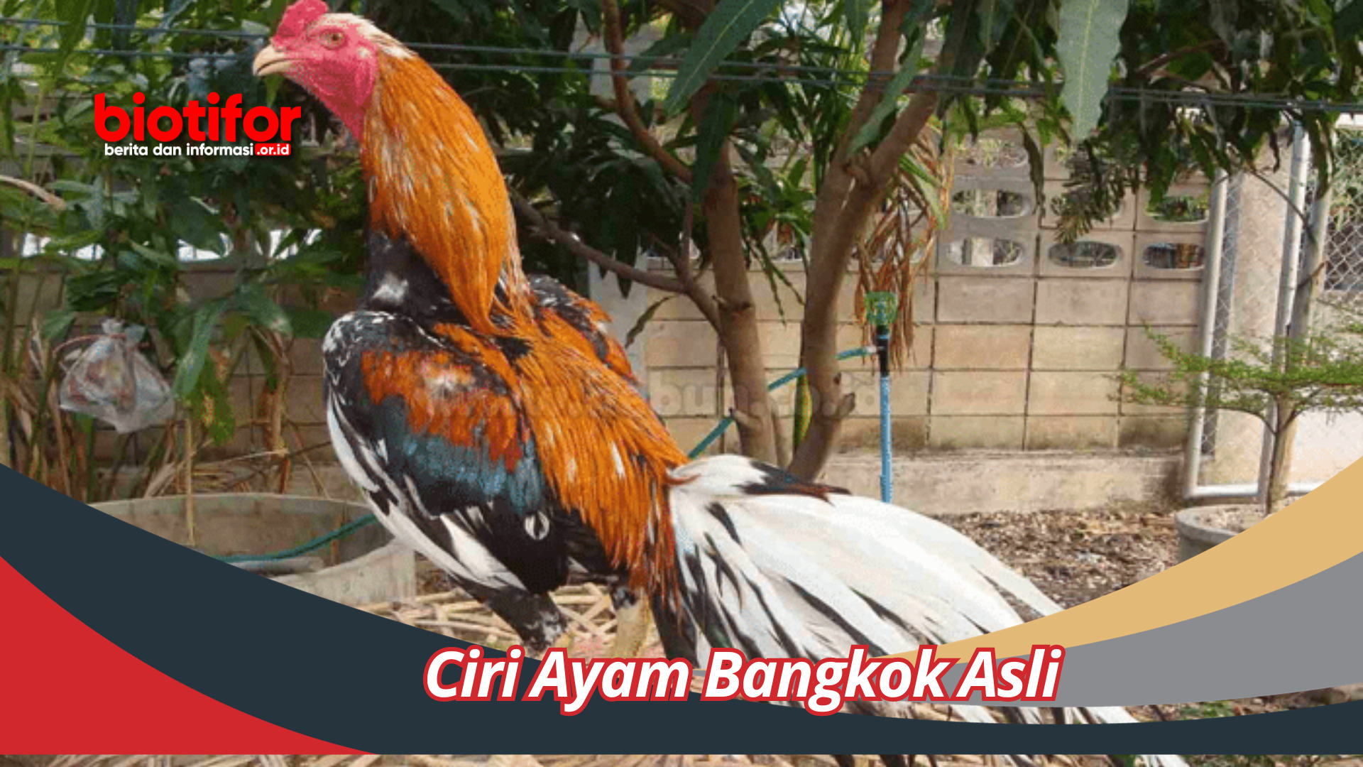 Ciri Ayam Bangkok Asli: Memahami Keunikan dan Kepribadian Unggul