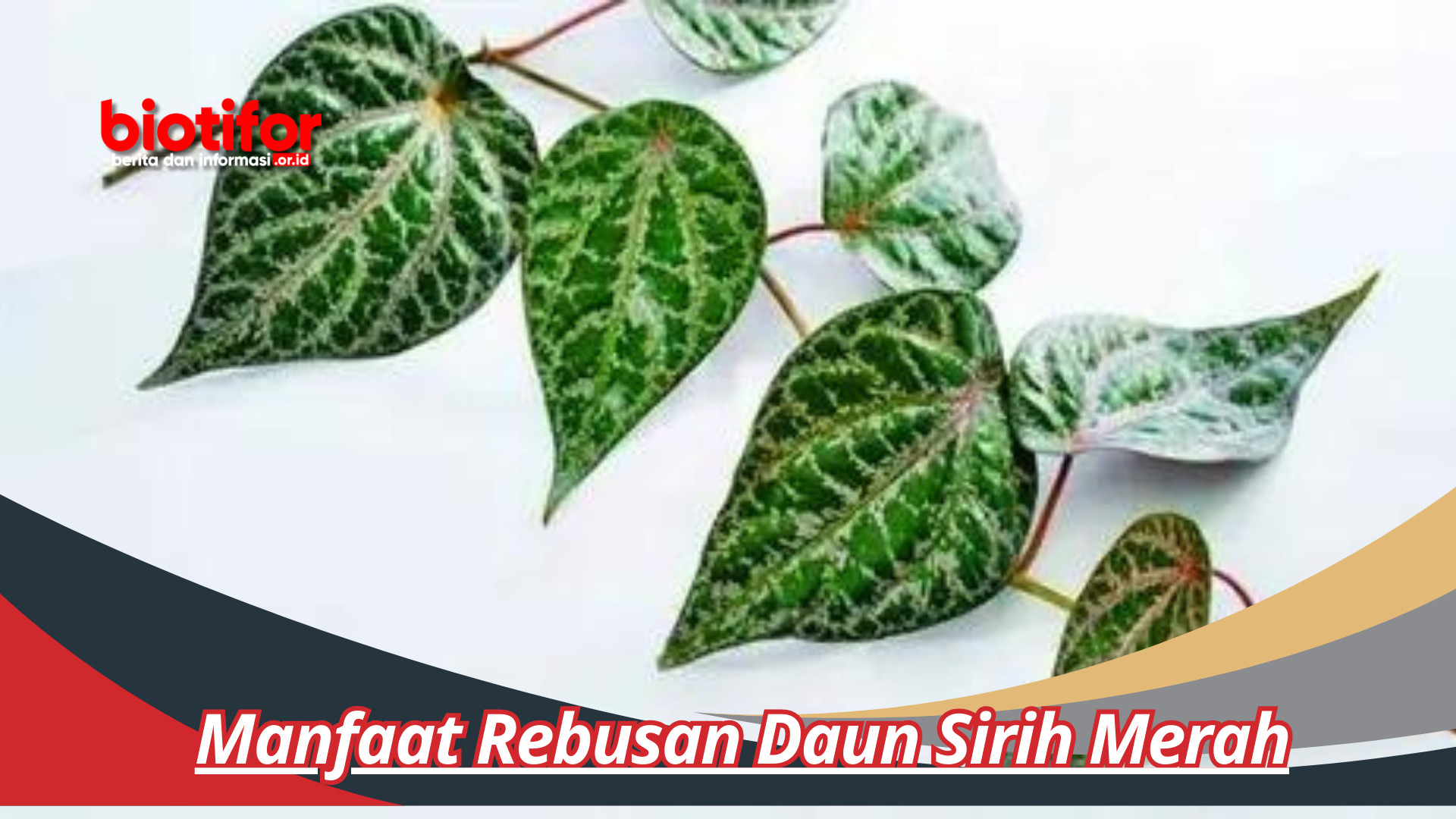 Manfaat Rebusan Daun Sirih Merah Untuk Alternatif