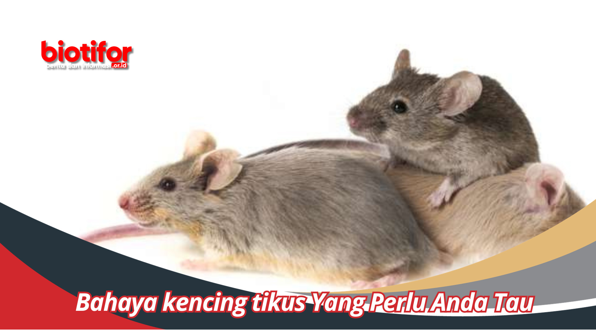 Bahaya kencing tikus Yang Perlu Anda Tau