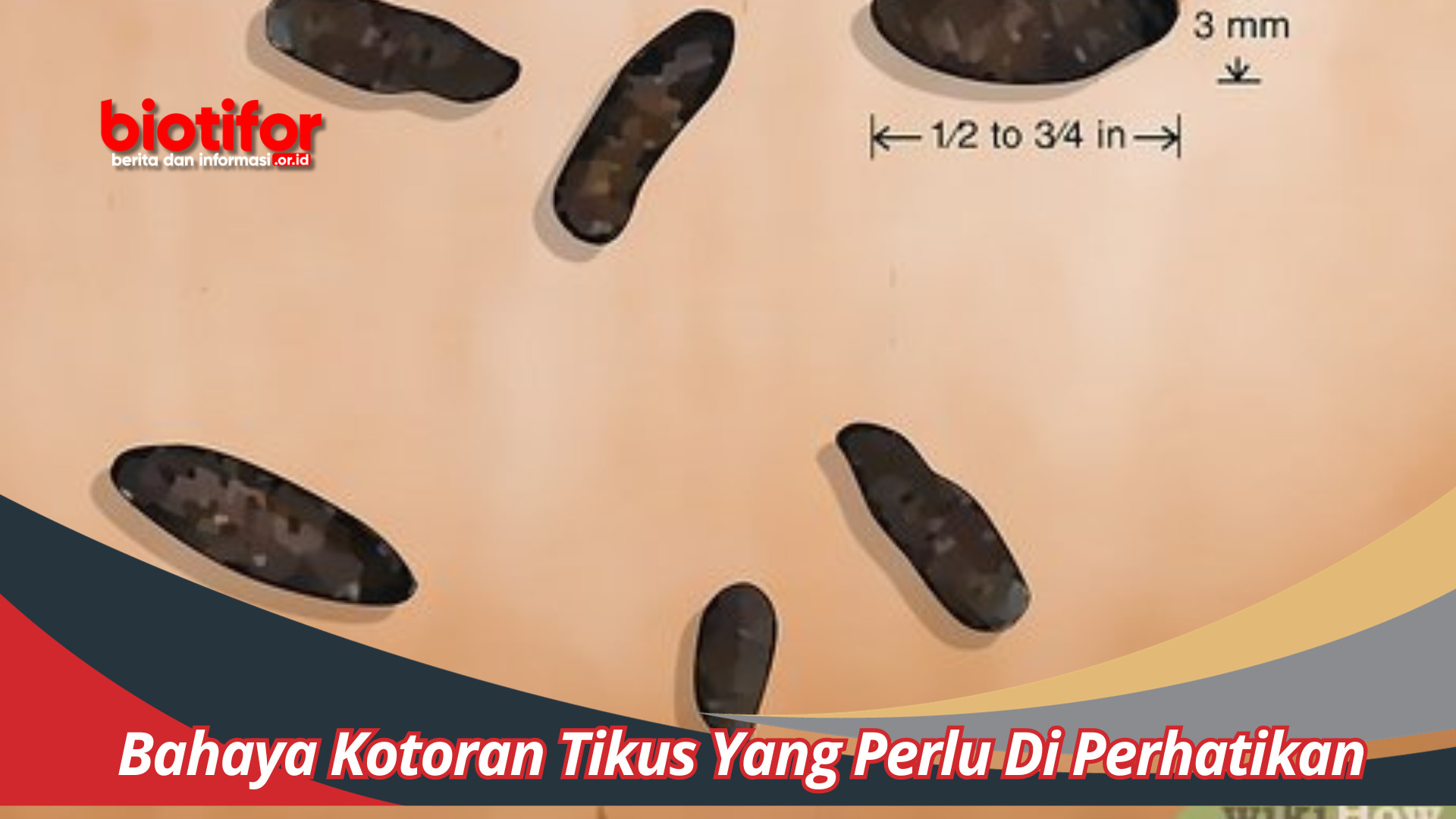 Bahaya Kotoran Tikus Yang Perlu Di Perhatikan Di Lingkungn Rumah