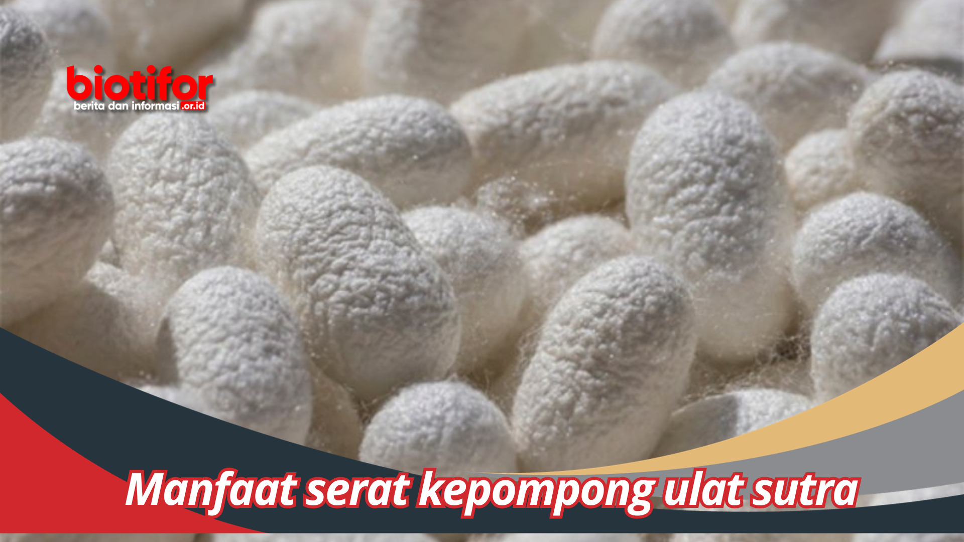 Manfaat Serat Kepompong Ulat Sutra Khasiat Tersembunyi