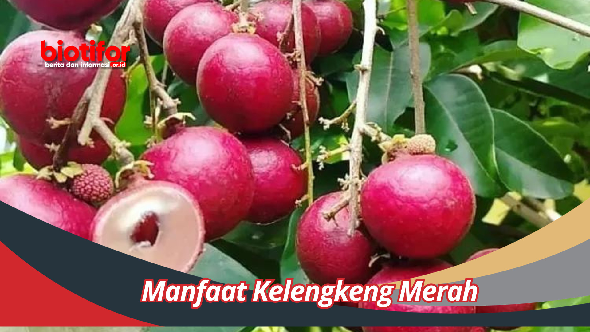 Manfaat Kelengkeng Merah Mengeksplorasi Keajaiban Buah Kelengkeng