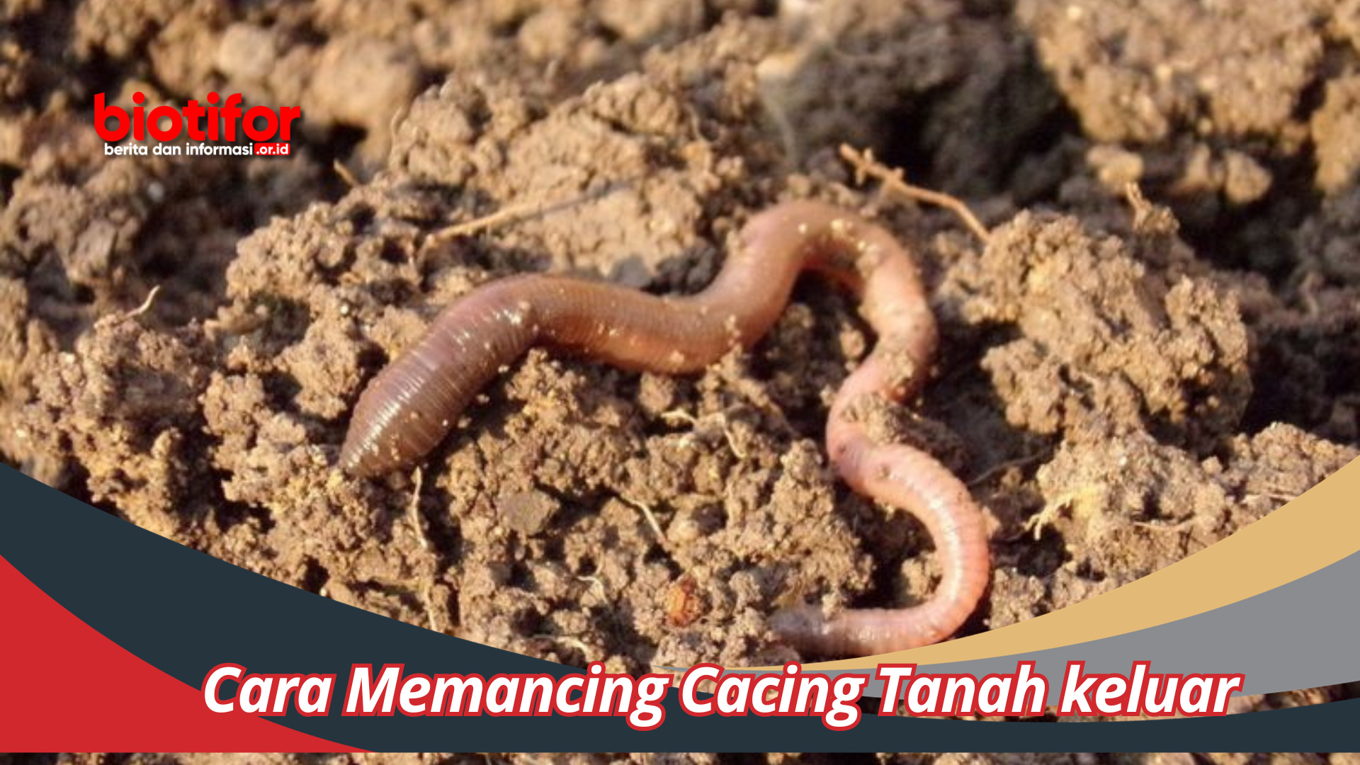 Cara Memancing Cacing Tanah keluar Tips Dan Trik Efektif