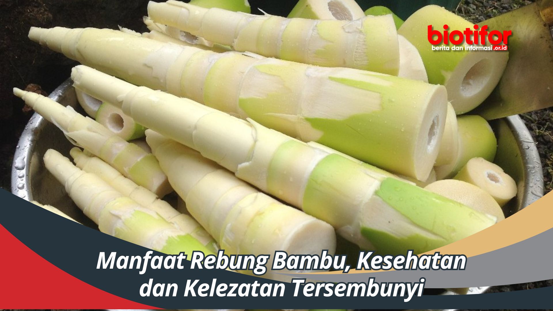 Manfaat Rebung Bambu, Kesehatan dan Kelezatan Tersembunyi